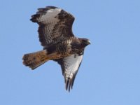 Maeusebussard (Buteo buteo) 18